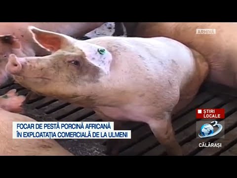 Focar de pestă porcină la Ulmeni