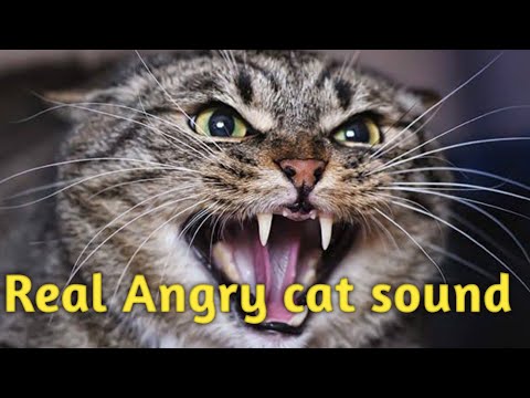 Cat Meowing Compilation ||Babu Cat Meowing Angry Cat Sound 🙀||Epic Cat Fight||Real Cat sounds
