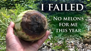 I Failed at Growing Watermelons This Season