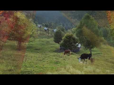 Daniliuc Ioan - Unde sa ma duc