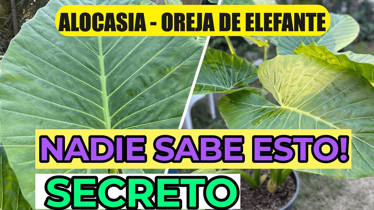 REVELO Su SECRETO..💥Planta Oreja De Elefante 🐘 | Cuidados ALOCASIA o MARQUESA