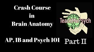 Brain Anatomy for Psych 101, AP Psych and IB Psych (Part II)