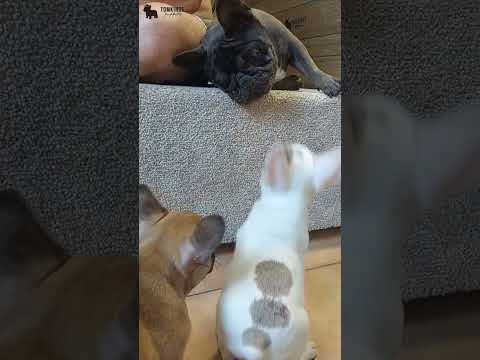Video 3