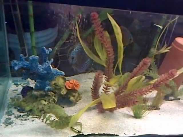 Discus fish tank 6 feet long