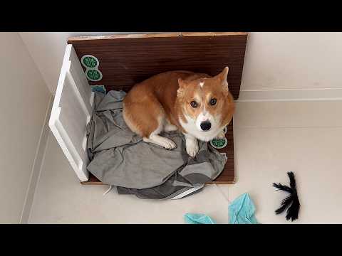 The Tenant Ran Away Owing Rent and Left a Dog Hungry for 3 Days