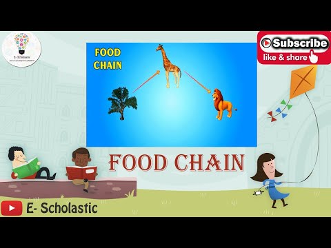 Science- Class 6- Food chain