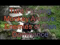 1 Turd Flinging Monkey Enemies Of Man Dominance Mirror
