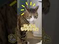 Are Squid Ears The Same As A Human Clicking Their Tongue Cats Shorts Kyuta