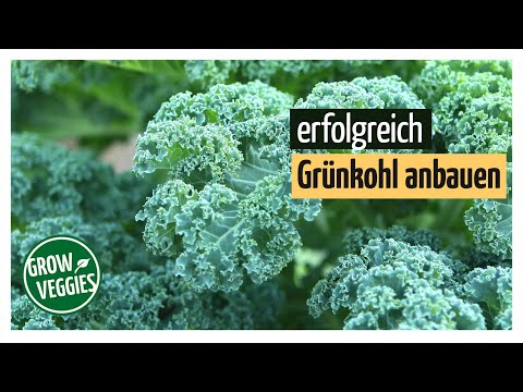 , title : 'Grünkohl anbauen ohne Weiße Fliege | Gemüseanbau im Garten @Gartengemüsekiosk'