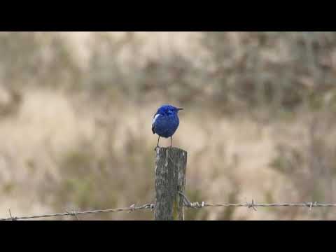 Zamatovec bielokrídly (Malurus leucopterus) — tokanie a správanie