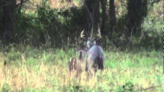 preview picture of video '8 Point Buck - Breeding, Rut, East Texas, Montgomery County, 2010, Whitetail Deer'