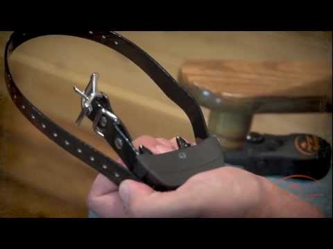 sportdog training video