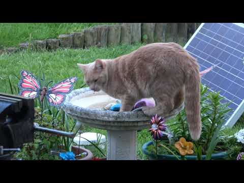 2021-10-16 Ginger Kitten