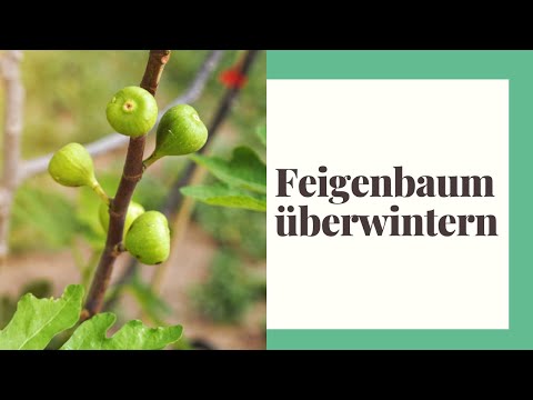 Fig tree overwintering - tips for overwintering