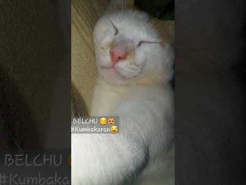 Meri Pyari Billu🤗 #catshorts