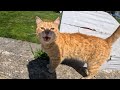 I Met The Most Talkative Stray Cat Ever