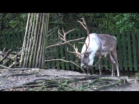 Blijdorp bosrendier ( 1)