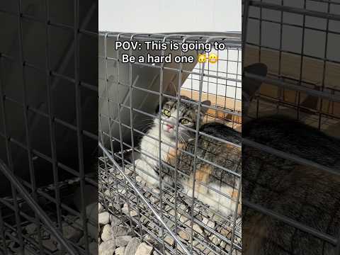 What should we name him ? 🐱 #pov #cat #straycat #pets #reels