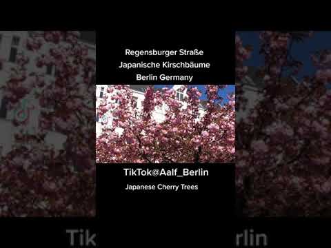 Cerejeiras Japonesas Cidade de Berlim Regensburger Ansbacher Straße