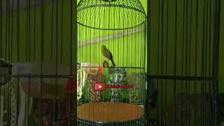 Download lagu pleci ngotot tembakan cerrr mp3