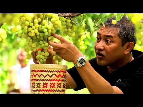 Delish Destinations Bali - Hatten Wines