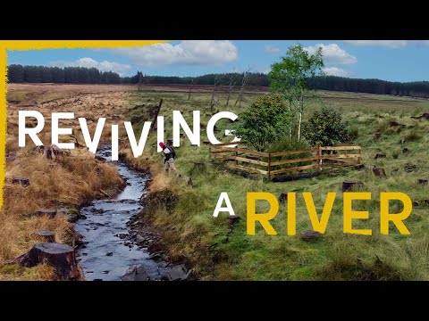 Our Strange Plan to Fully Rewild This River