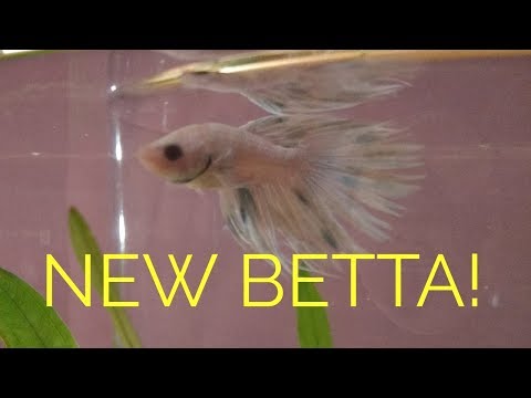 MY NEW BETTA FISH + Setting Up His Tank