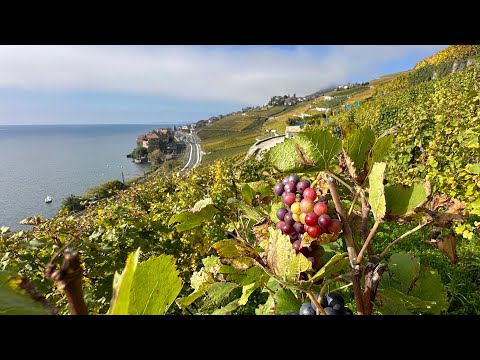 Lavaux, Teil 1, ein Traum von Rebbergen am Genfersee