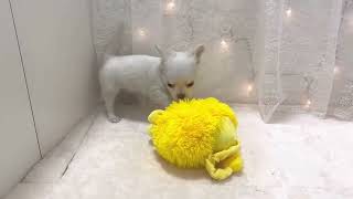 チワワ（ロング）の動画01