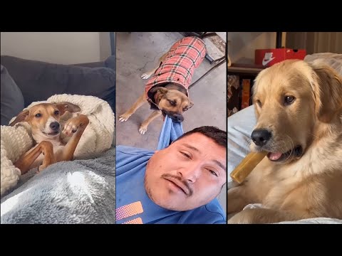 Reasons why my dog would not survive in the wild