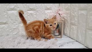 スコティッシュフォールドの動画01