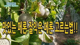 맛있고 잘익은 메론 멜론 고르는법 선택법 [시골농부 천하대감]
