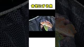 捕まえた魚が命乞してきた