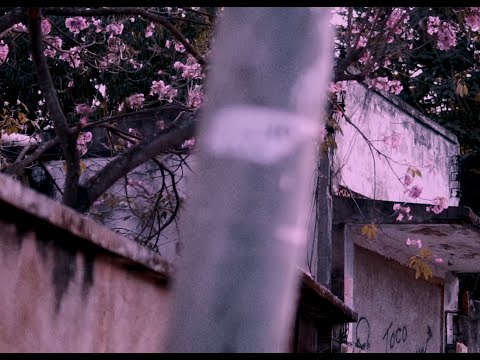 6. CARRO AZUL - Moisés da Torre e Lacerda (Cultivando Flores)