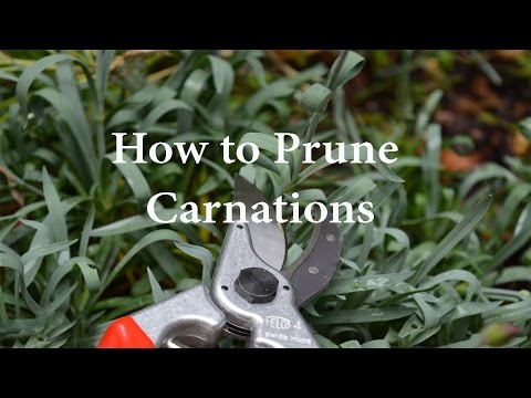 How to Prune Carnations or Dianthus