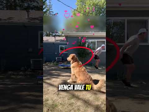 "Hay un perro que salta en el jardín."