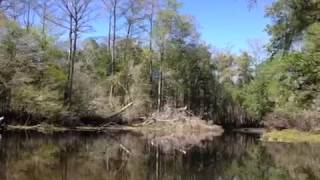 preview picture of video 'video2.mov: Withlacoochee river from Silver Lake to Nobleton'