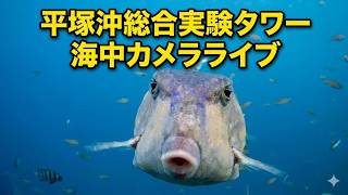 東京大学 平塚沖総合実験タワー