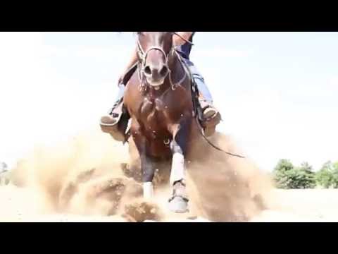 Ride Your Dream- Shawn Flarida