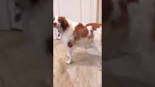 ☆Super Cute Animals☆Cute cats and funy dogs＆cat　videos compilation2021C㊱#Shorts