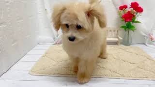 ハーフ犬の動画02