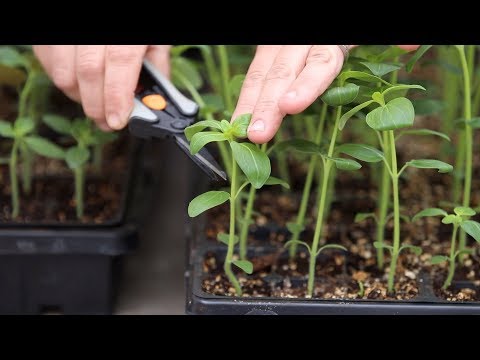, title : 'How to Pinch Seedlings for Fuller Growth & Higher Yields! 👌🌿// Garden Answer'