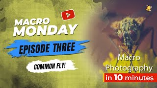 Macro Monday Episode 3 - Common Fly