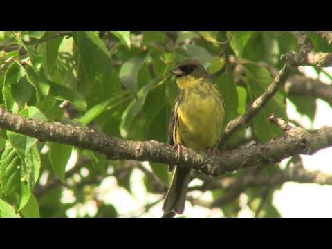 Strnádka olivová (Emberiza spodocephala) — video o speve a chove