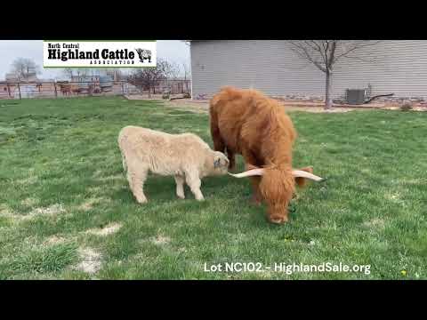 Lot NC102 - TRINITY'S GRACIE MAY & BULL CALF