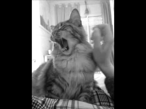 Victor Madera y su gato Dulce de Leche