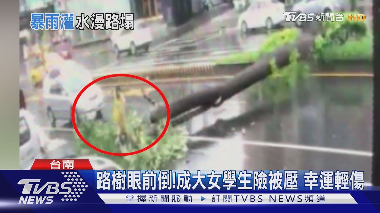 路樹眼前倒!成大女學生險被壓 幸運輕傷