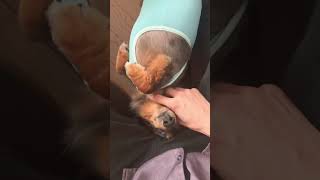 甘えん坊が止まらない🐶　#ミニチュアダックスフンド #癒し