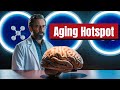 Unlocking The Brain S Secret To Longevity