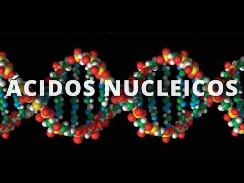 Ácidos nucleicos - Citología y Genética - Educatina